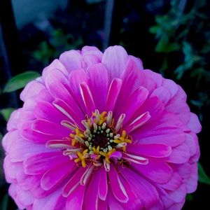 Meet your Posher, Alexandra